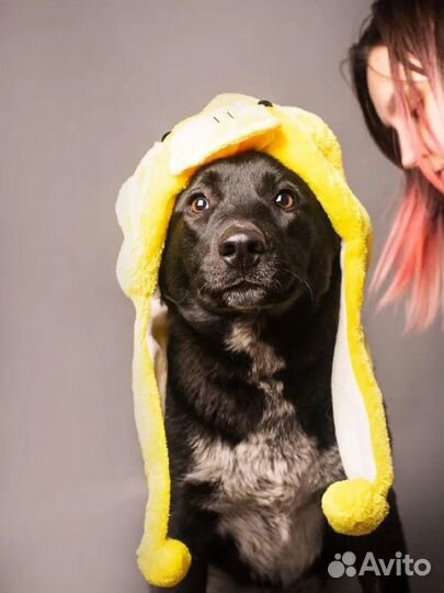 Собака Полли ищет дом