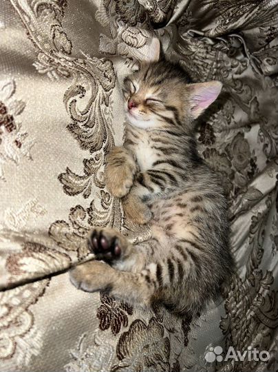 Отдам котенка добрые руки