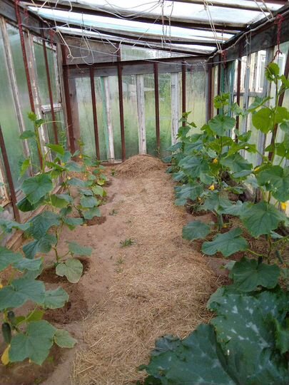 Дом 31,6 м² на участке 10 сот.