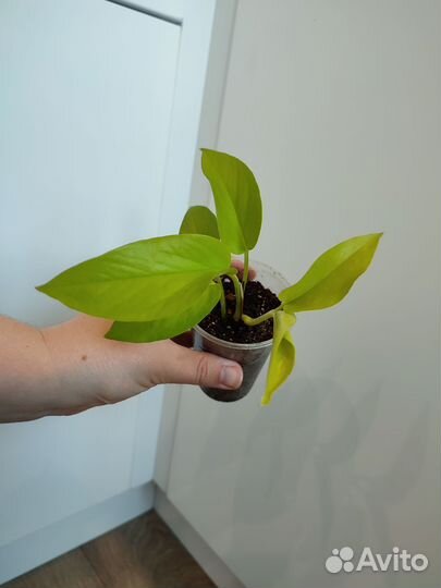 Комнатные цветы