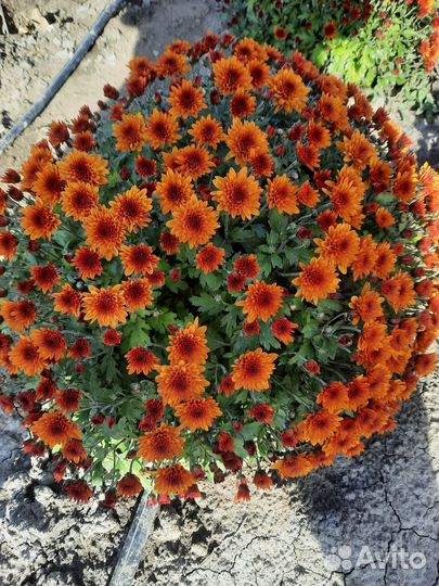 Хризантема мультифлора