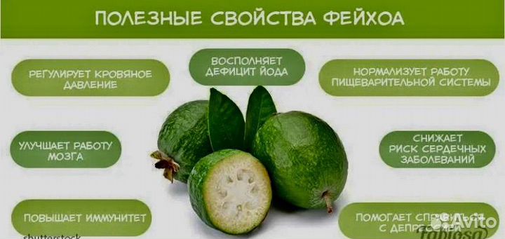Фейхоа