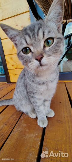 Котята в добрые руки бесплатно