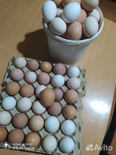 Яйцо, птица