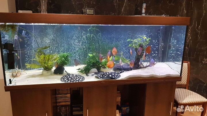 Обслуживание аквариумов