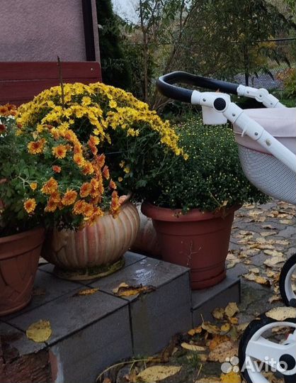 Хризантемы мультифлора зкс