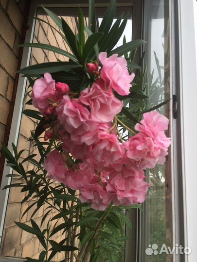 Олеандр махровый, шеффлера, фикус, гибискус