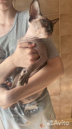 Продам сфинкса