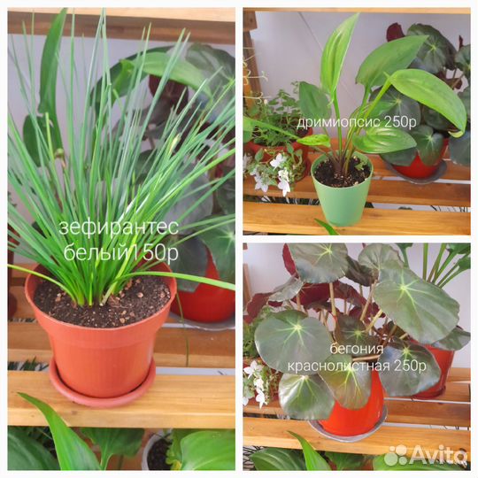 Продам цветы комнатные