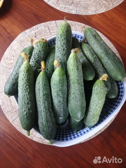 Огурцы домашние