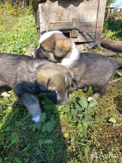 Собака в добрые руки щенок