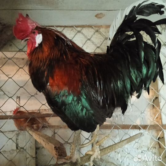 Продаются петухи