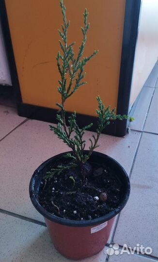 Рассада клубники, хвойники, многолетники