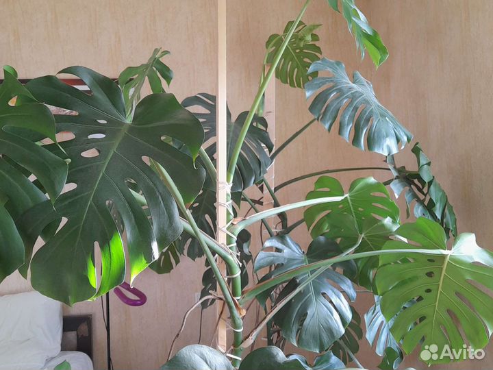 Монстера большая