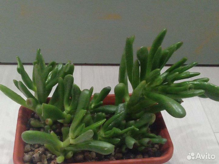 Крассула хоббит, толстянка