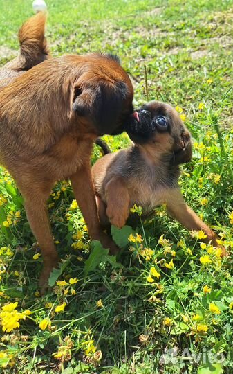 Пти Брабансон