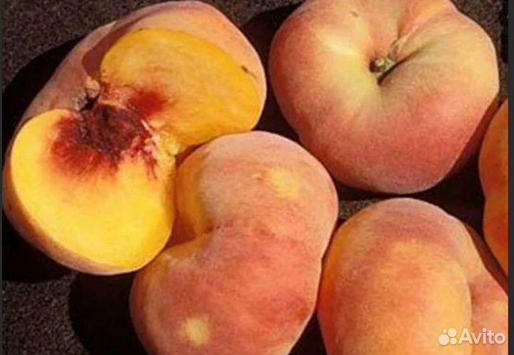 Саженцы Инжирного Персика Свит Багел