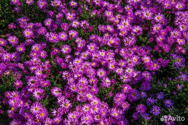 Цветы Октябрины