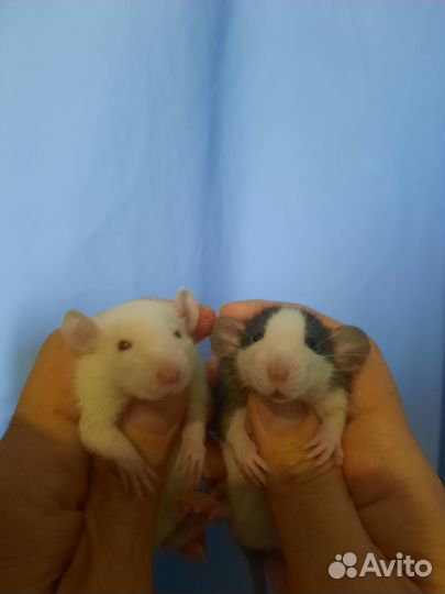 Крыса, малыши крысята Дамбо, Хаски