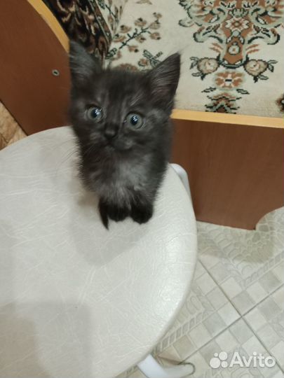Кошечки в добрые руки