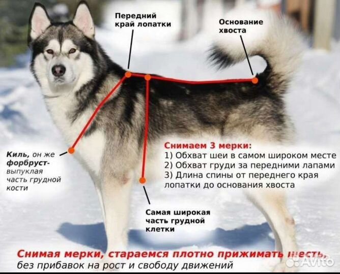 Шлейка ездовая для собаки