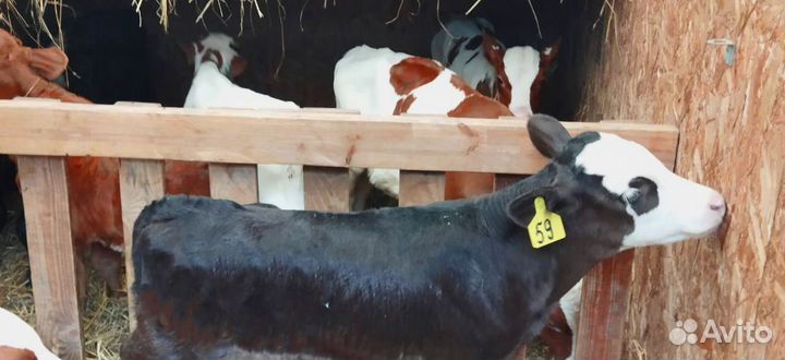 Телята. Доставка