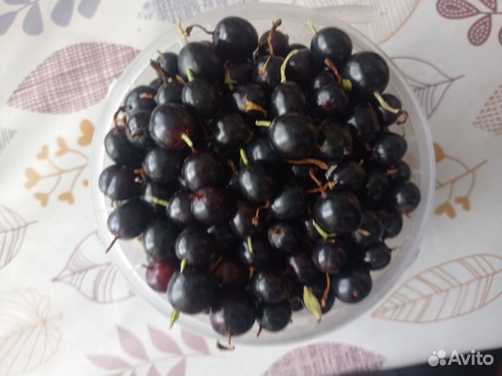 Черная смородина