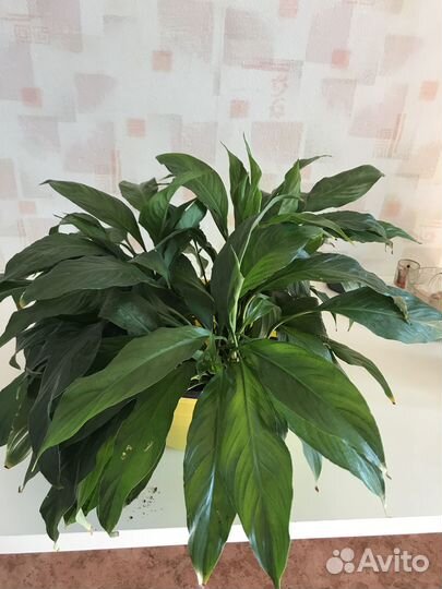 Спатифиллум