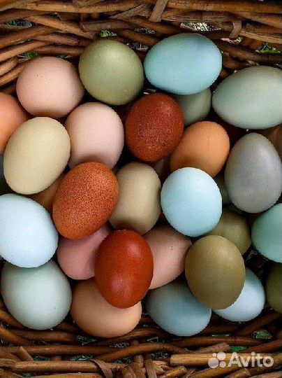 Подрощеные цыплята лакеданз