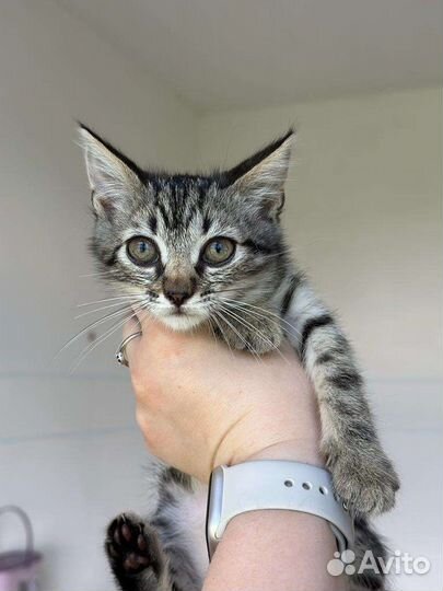 Отдам в добрые руки