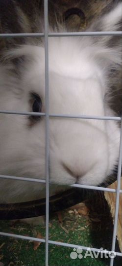 Кролик (самец) для вязки