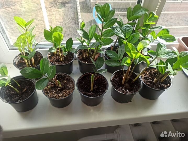 Замиокулькас