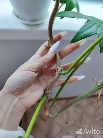 Филодендрон гитаровидный (дваждыперистолистный)