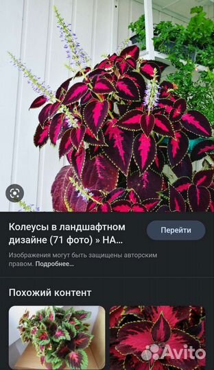 Ростки фуксии, колеуса