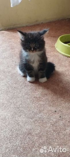 Котята мейн-кун