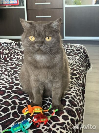 Молодая кошечка