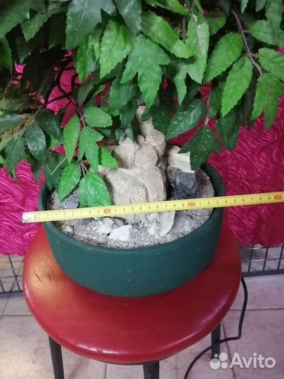 Домашний фонтанчик