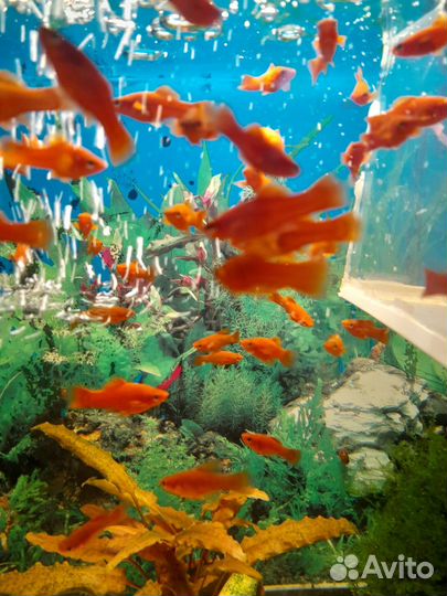 Меченосцы, гуппи