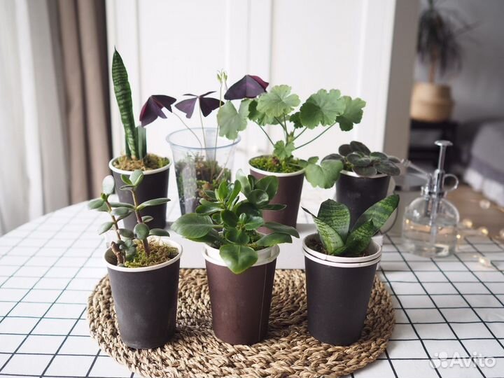 Комнатные цветы