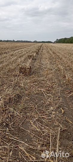 Сено в тюках