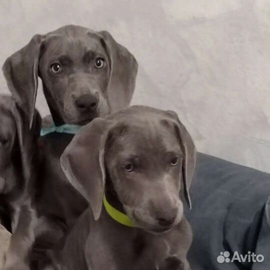 Щенки Голубого Веймаранера