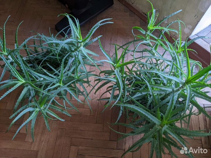 Алоэ на обрезку