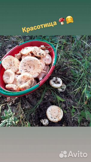 Солёные грузди