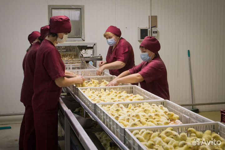 Берем всех. Проживание/питание