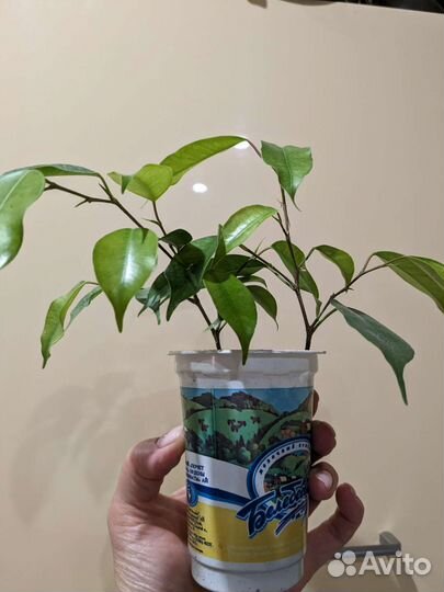 Толстянка, фикус Бенджамин