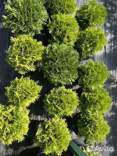 Туя Даника,Мирьям