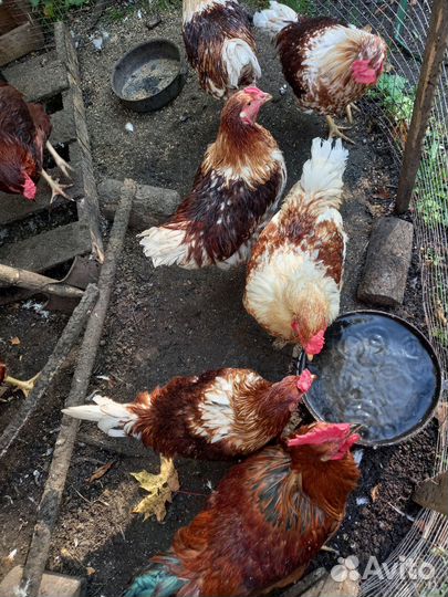 Молодые петушки деревенской курицы