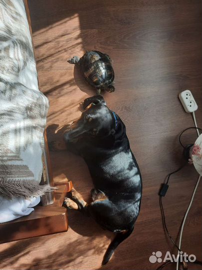 Кобель таксы, для вязки