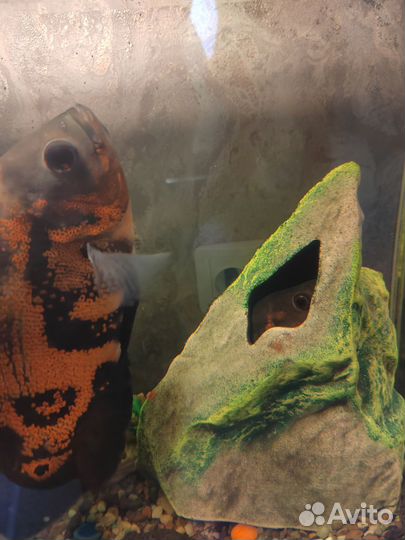 Аквариум с рыбами