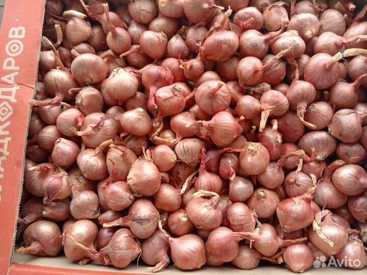 Лук семейный